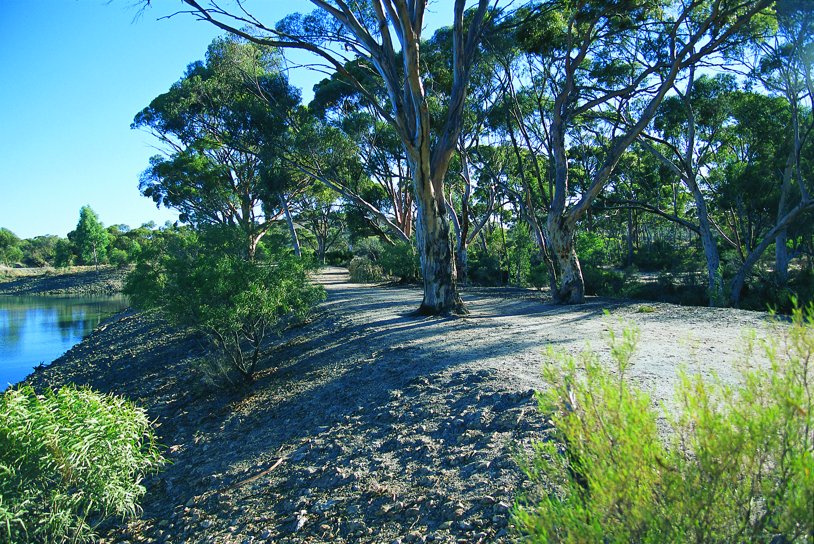 The trees surround the walk trail along the railway dam embankment.